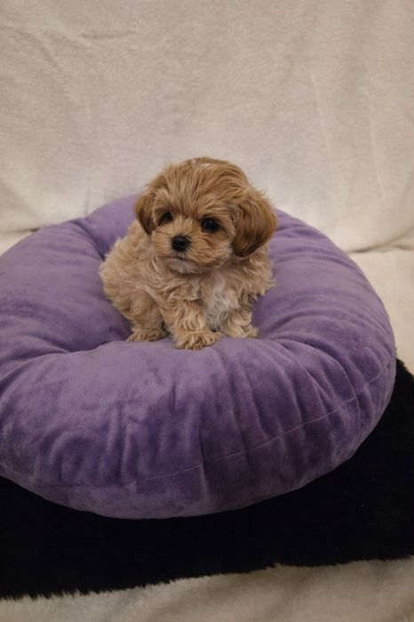 Maltipoo teacup,  mini