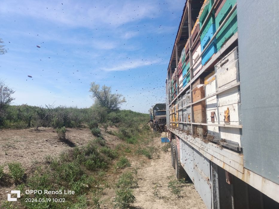 Натуральный мёд со своей пасеки