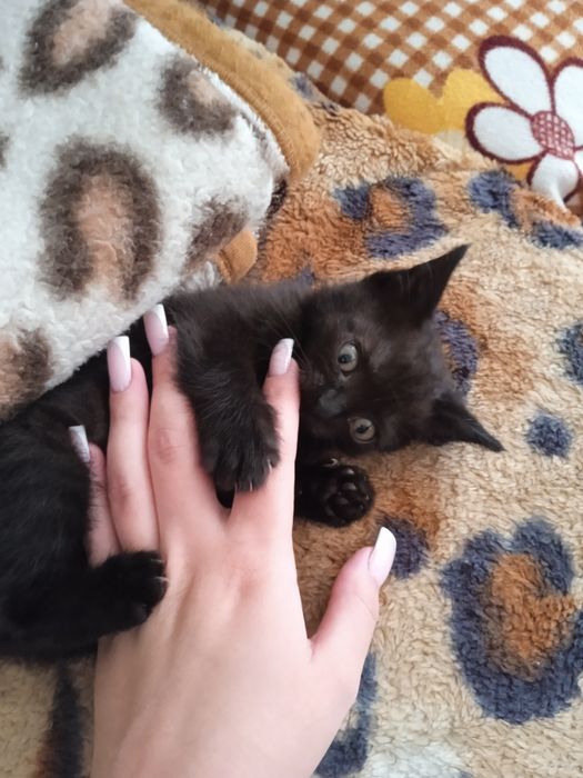 отдам котят в хорошие руки