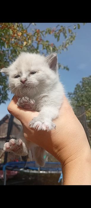 Котята метисы (папа Мейн-кун)
