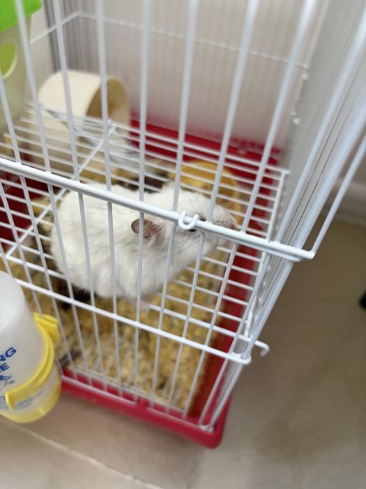 Donez hamster pitic