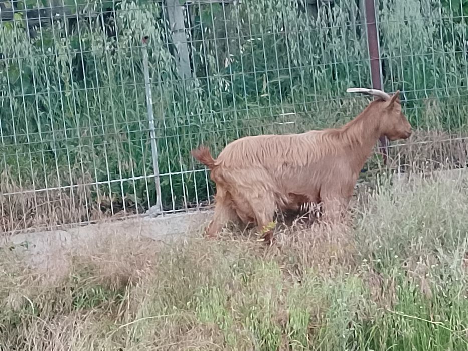 Vând capră pentru   lapte