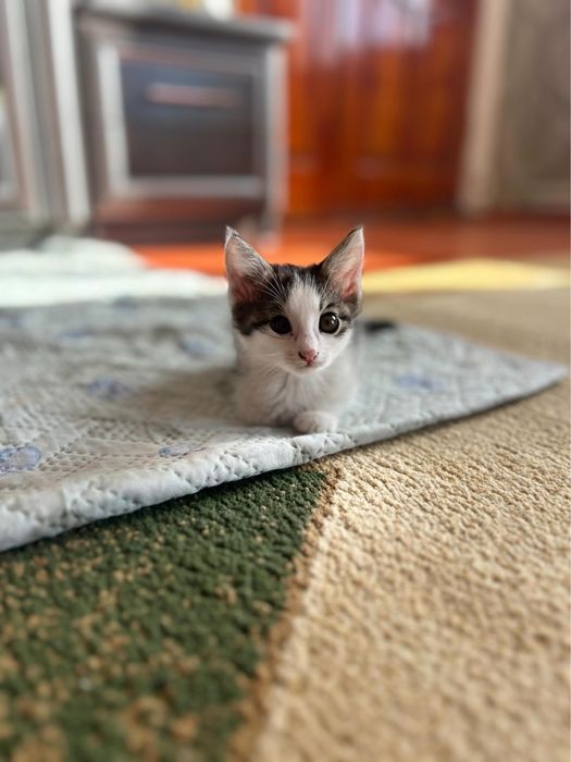 Ищу хозяев для котят