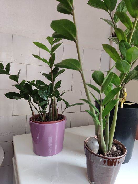 Замиокулькасы продаются