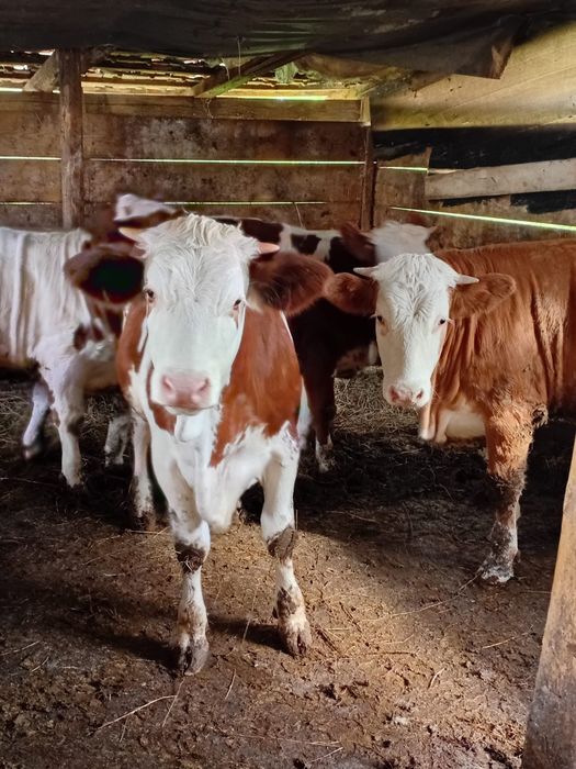 10 viței de vânzare