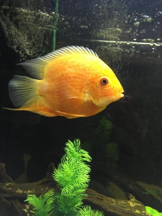 Продам  - северум красноточечный