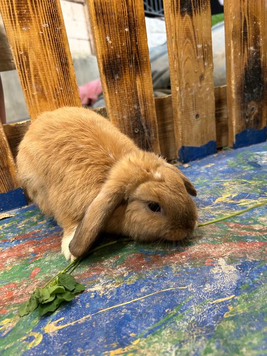 Животный кролики