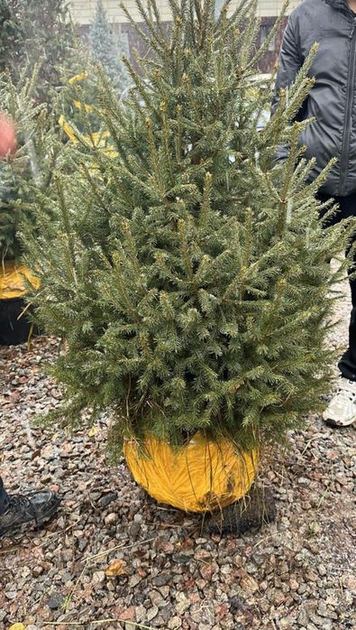 Ели Ель Пышные Елки новогодние