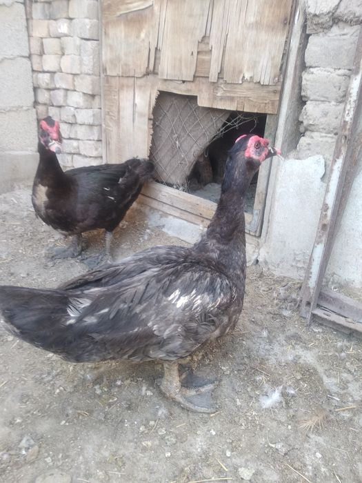 Индоутки крупных немецких пород