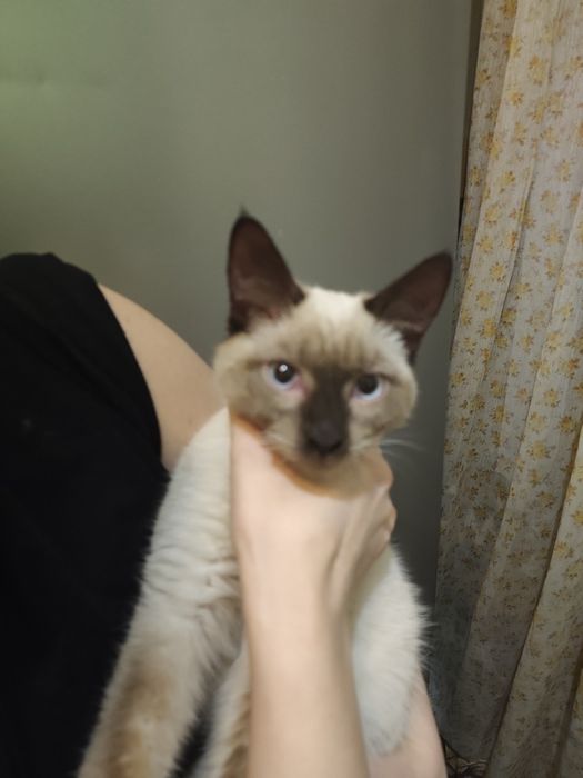 Найден домашний кот