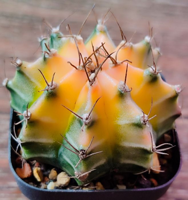 Вариегатные кактусы