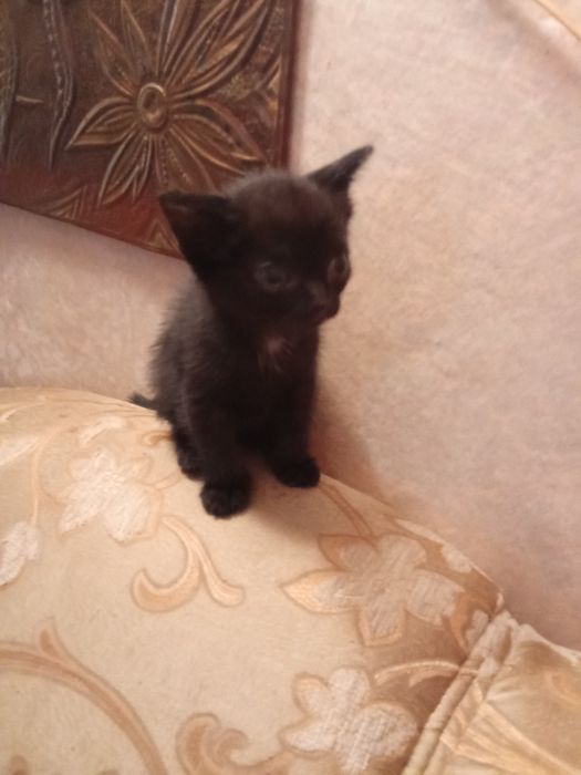 Продам милого котенка