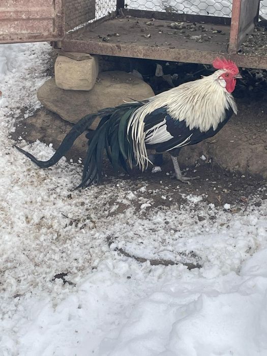 Vând 3 cocoși rasa phoenix