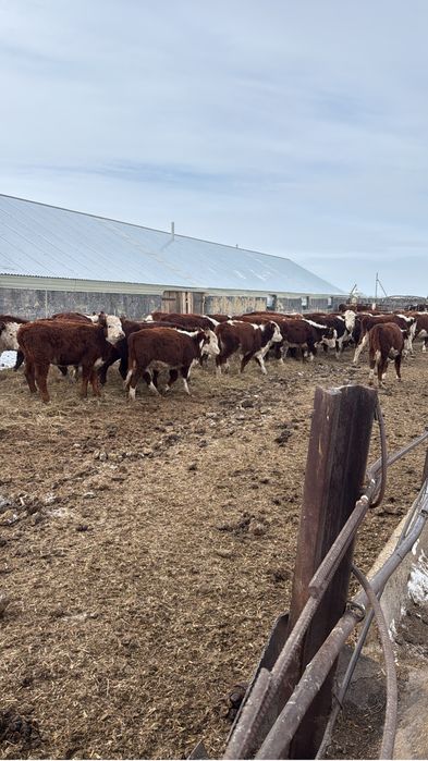 Телки2025 года белоноловые