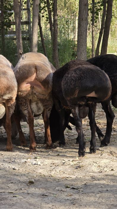 Куйлар 65-70 кг дан бошланади