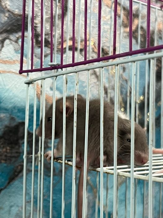 отдам крысят породы дамбо