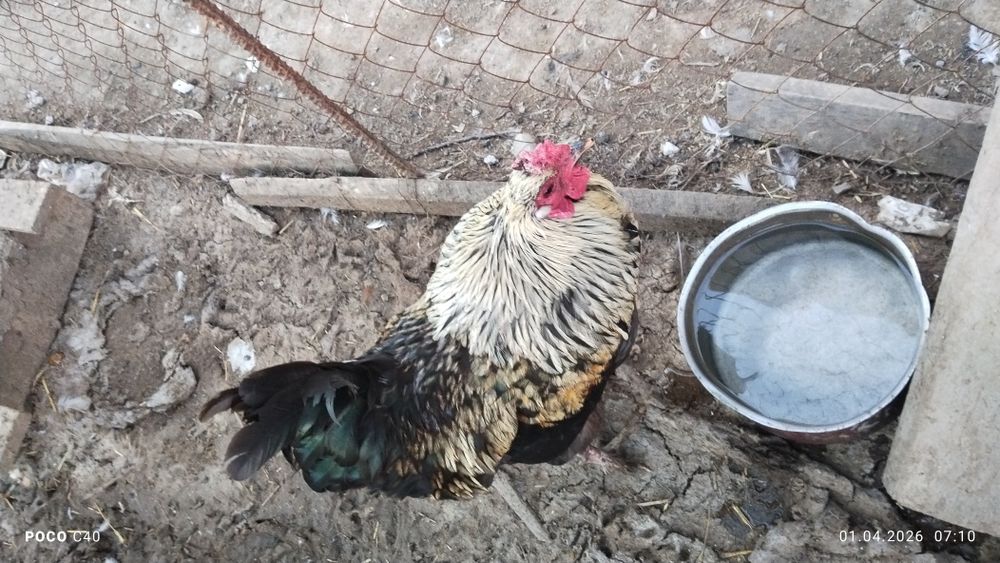 Қораздар, петухи