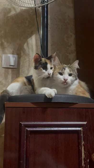 Мушукча хадяга яхши инсонларга