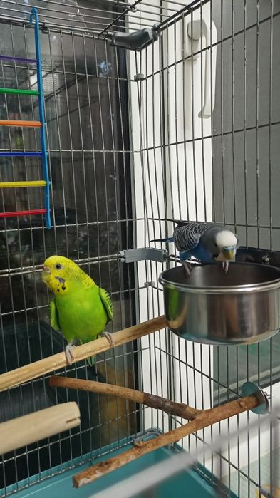 Продам Попугаев с клеткой