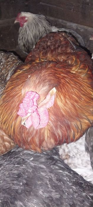 Продам молодых петушков