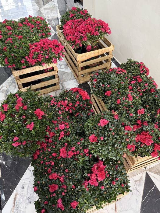 Азалия гул ұзаққа сақталатын