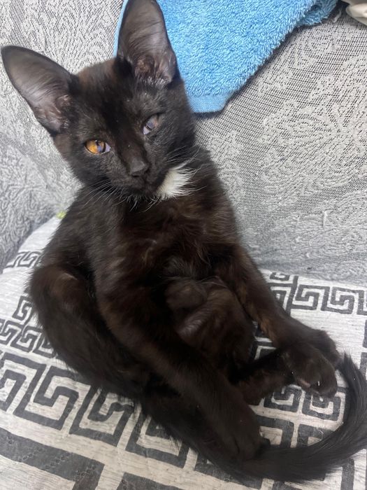 Отдам бесплатно кошку