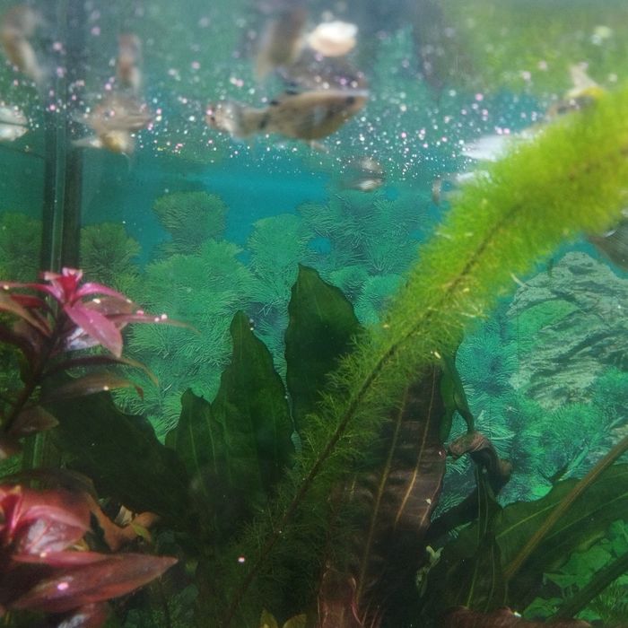 аквариумные рыбки валиферы молинезии