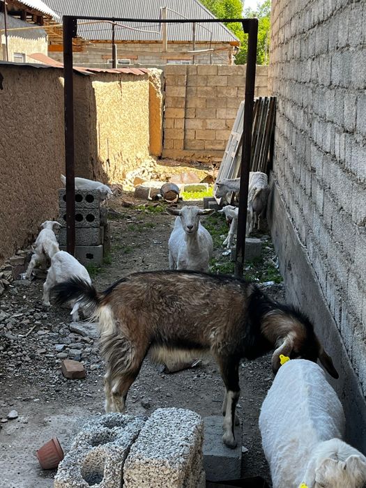 Сүтті сауын ешкілер