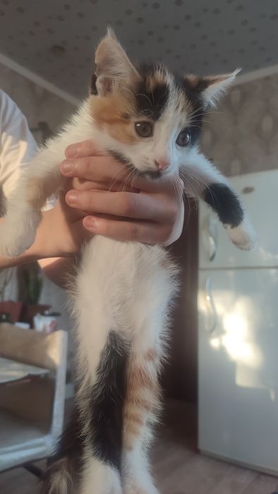 Отдам котят в добрые руки