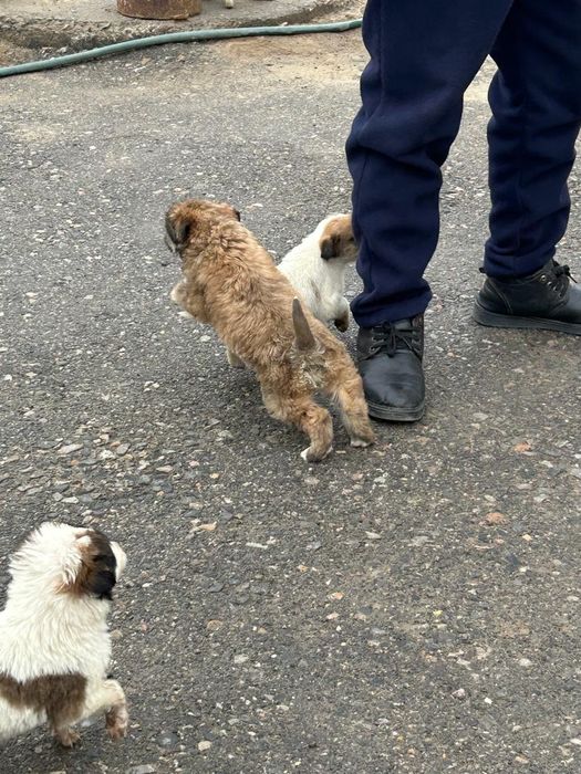 Тазы ит күшіктер і сатылады