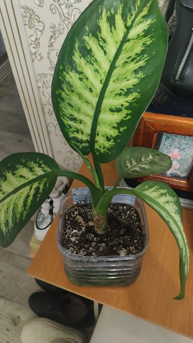 Продам красивый цветок