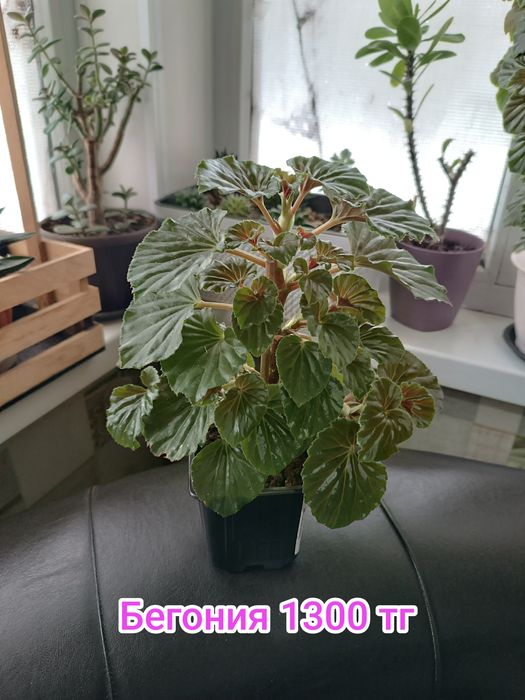 Комнатные растения Бегония