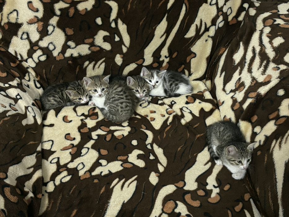 Mushukchalar beramiz