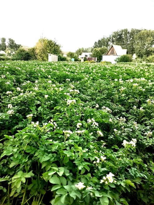 Дача продается/ Саяжай сатылады