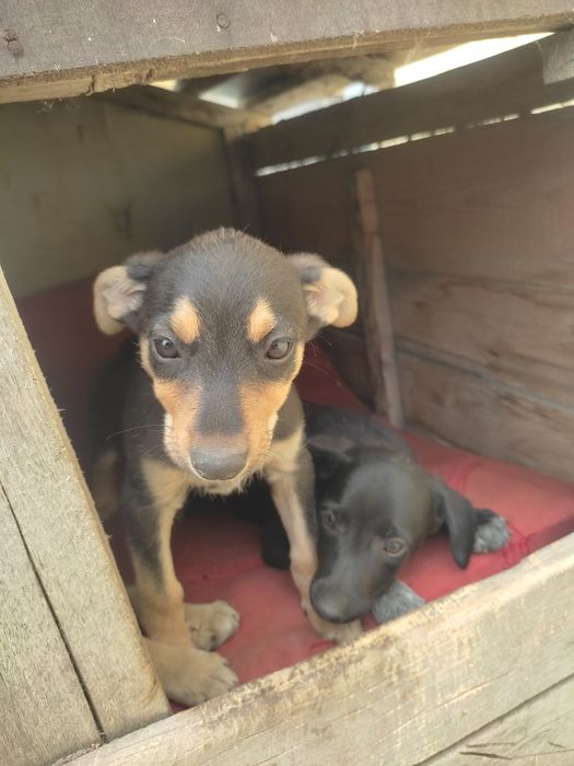 Щенки звоночки в добрые руки