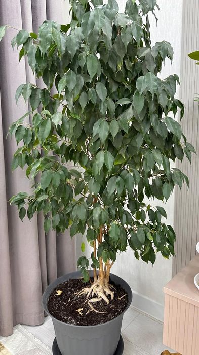 Цветы живые 1.5 метр высоты фикус бенджамина