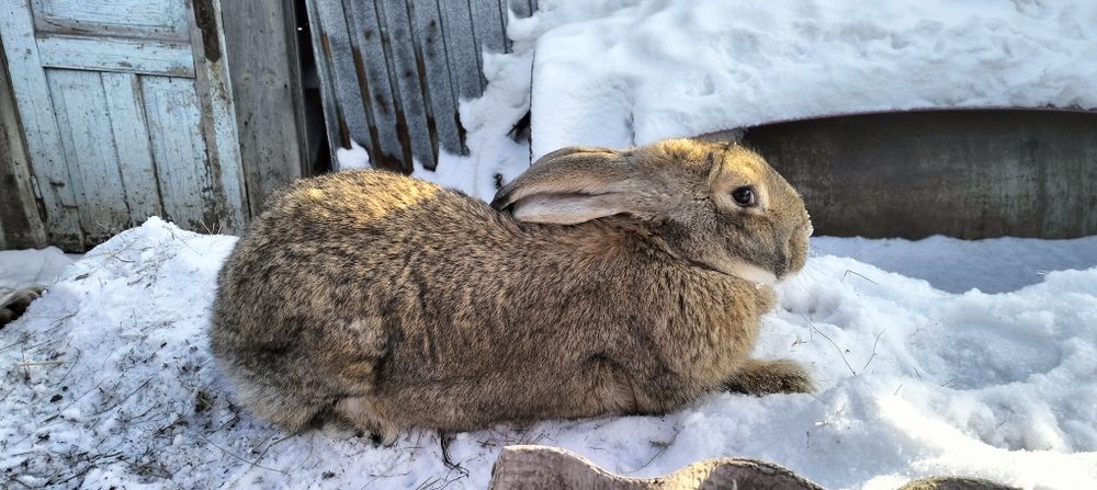 Продам девочку помесь фландер с великаном