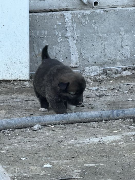 Продам алабаев две девочки