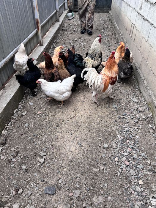 Куры и петухи оптом