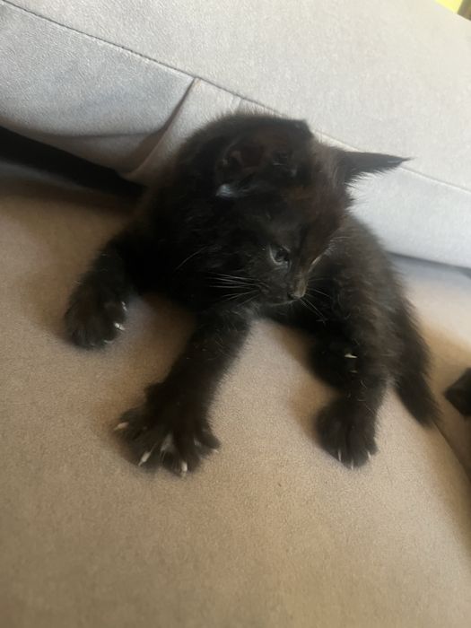 Котята отдам в добрые руки  шымкент