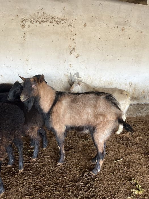 Теке сатылады арзан бағада