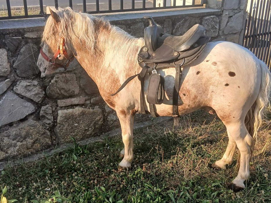 PONEI de vanzare Comisani