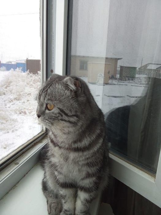 Отдам даром кошка