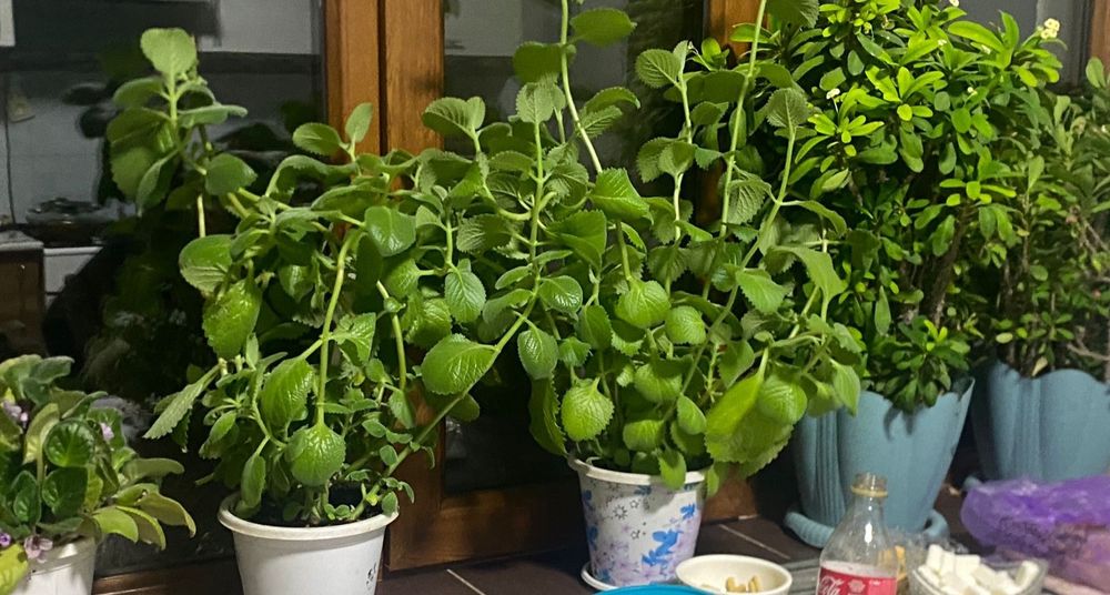 Продам цветы красивые