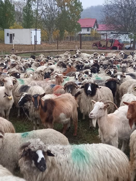 Vind 20 de oi de ținut gate de a făta 630 lei