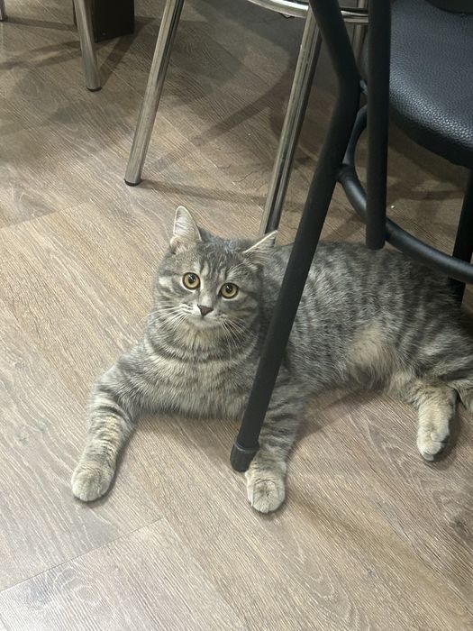 Отдам в добрые руки