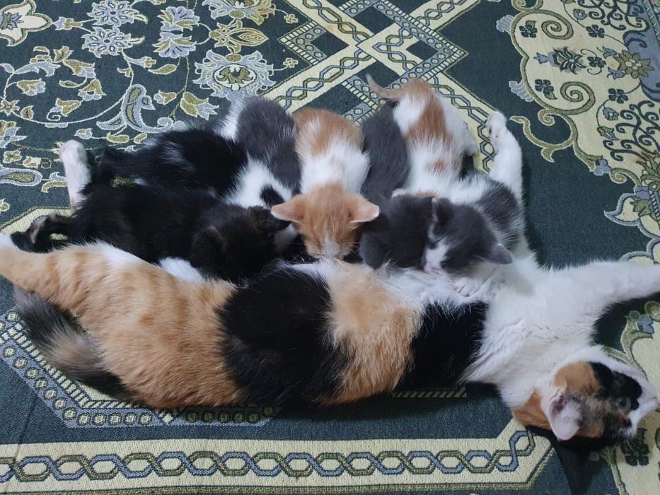 Маргаулар котята