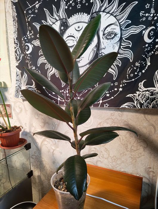 Фикус черный принц