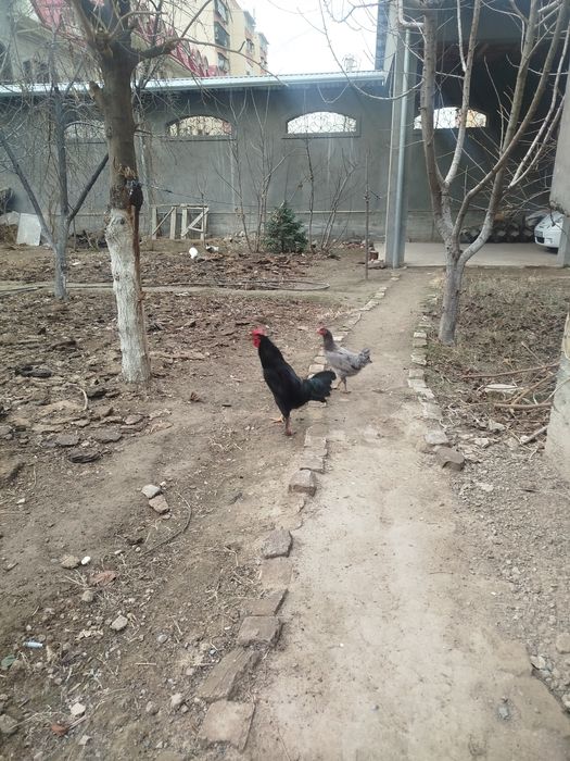 Домашний хурозлар сотилади