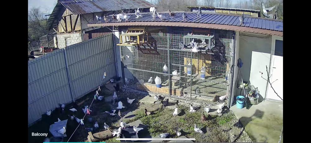 De vanzare  porumbei de ornament